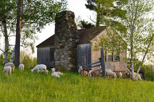 July 31-August 2: Coming Home to Your Heart Retreat in Shaftsbury, VT (Early Bird!)